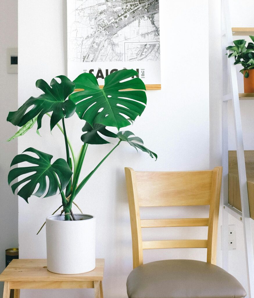 pexels-photo-3125195-3125195 Minimalist indoor decor featuring a Monstera plant beside a wooden chair in a Vietnamese home.